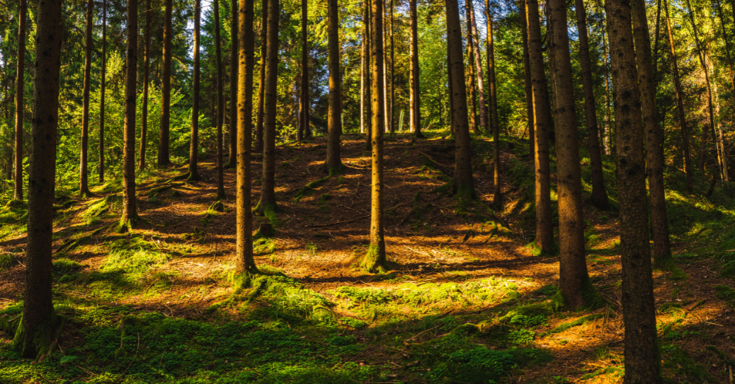 Sonnenlicht fällt durch hohe Bäume in einem grünen, dichten Wald mit Moos am Boden.